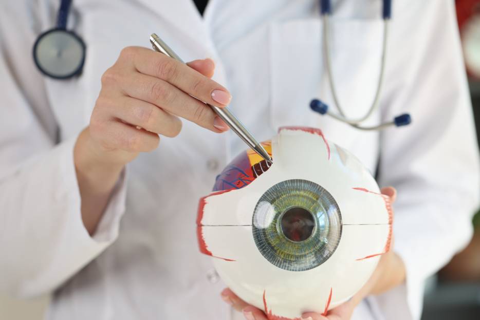 Modelo de un ojo humano explicado por un oftalmólogo